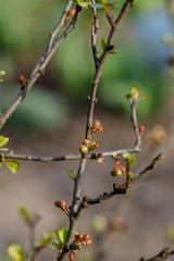 Quince buds in Japanese spring. Chaenomeles in the spring. Branches of a tree with green buds and buds on the trees swell with the arrival of spring, the sun.