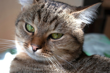 Closeup portrait of gray cat