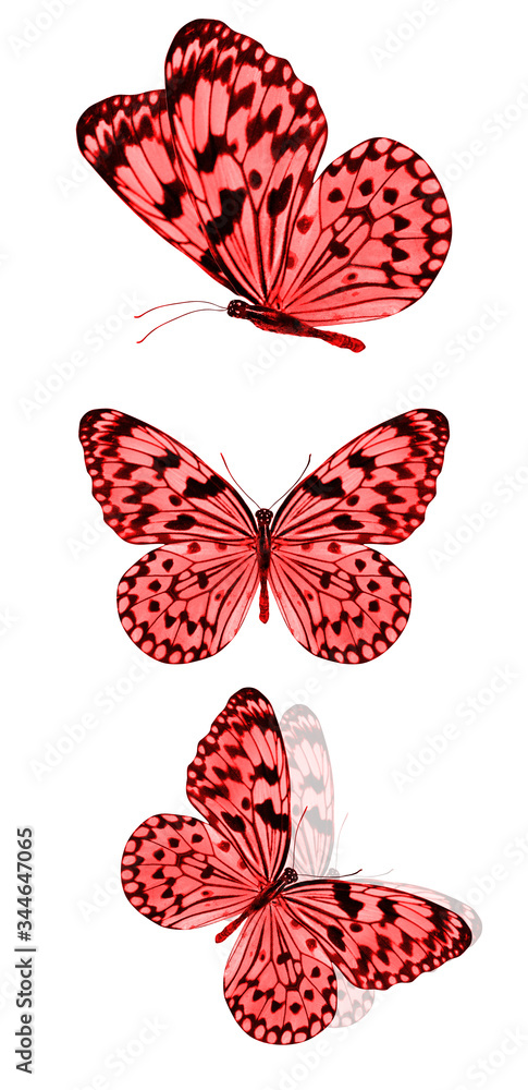 Poster  beautiful red tropical butterflies isolated on a white background. moths for design