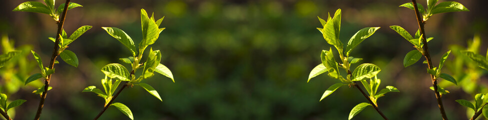 Green defocused blured bckground with copyspace for a text