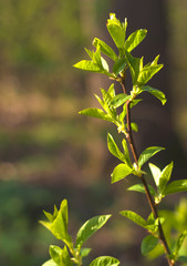 The green young spring leaves at the branch at defocused background with copyspace for text