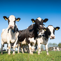 black and white holstein cows in meadow under blue sky