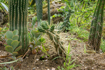 cactus in the garden
