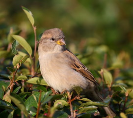 Sparrow on the branch of a green Bush