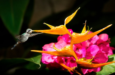 Humming bird feeding