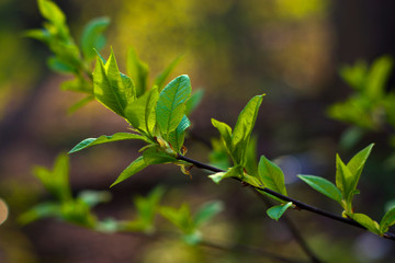The green young spring leaves at the branch at defocused background with copyspace for text