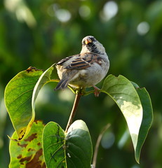 Sparrow on the branch of a green Bush