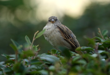 Sparrow on the branch of a green Bush
