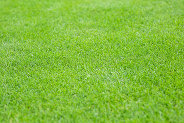 mowed lawn in a sports stadium