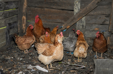 Hens and roosters walk in the yard on the farm