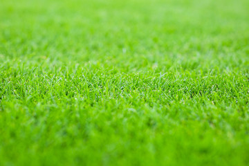 mowed lawn in a sports stadium