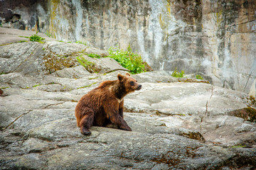 Brown Bear sitting near big stone 