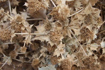 close up of a dry flower