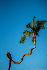 A Hawaiian coconut palm tree grows in its own unique way.