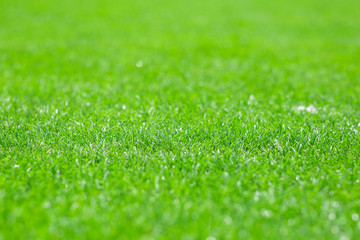 Fototapeta na wymiar mowed lawn in a sports stadium