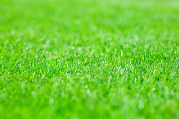 mowed lawn in a sports stadium