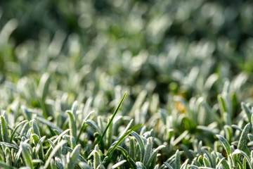 Cerastium covered the earth. Ground Cover Plant.