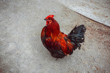 The male  bantam forage on the ground .red rooster 