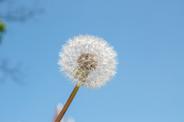 White fluffy dandelion against a bright blue sky with place for text