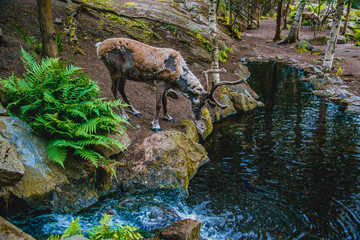 reindeer drinks water from the stream in a forest