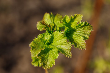 Currant bush in the spring. Growth. Greens appear.