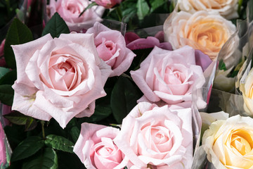Pink and cream roses in bouquets. Delivery concept.