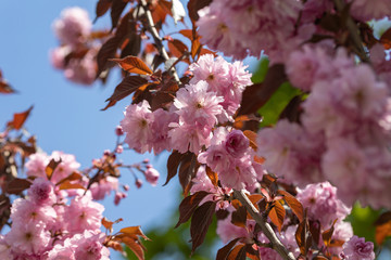 Pink sakura flowers on a tree. Detailed view.
