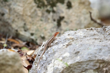 Yellow Spotted Spiny Lizard