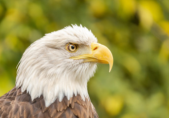 Close up of a bald eagle
