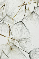 Blurry image of seeds of dandelion on white background, vertical view. Abstract nature background with a copy space for text.
