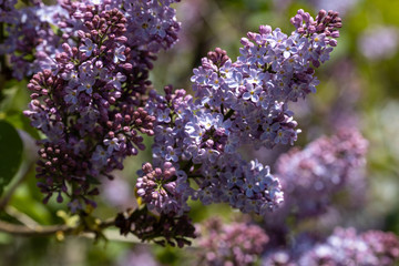 Purple lilac flowers. Detailed view.