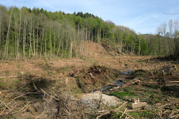 Abgeholzter Wald nach Waldschäden durch Trockenheit und Schädlingen bei Hillscheid im Westerwald im April 2020 - Stockfoto