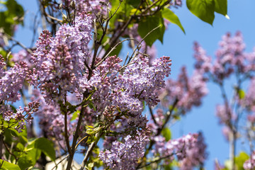 Purple lilac flowers. Detailed view.