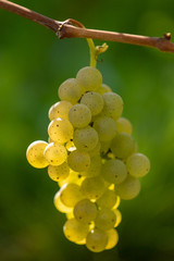 Green grapes on the vine