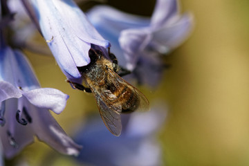 abeille 
