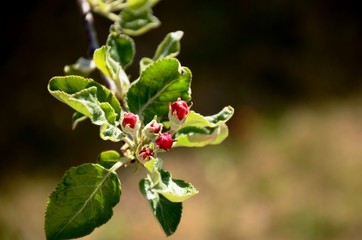 Close-up of  pink apple buds, blossom and green leaves on a branch of apple tree growing in the garden on sunny day