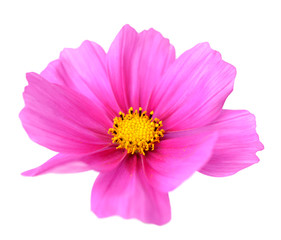pink Cosmos Flower