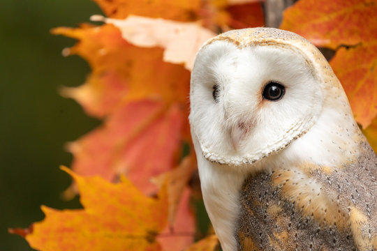 Cute Fall Owl Wallpapers