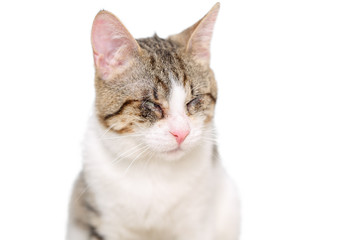 Mixed breed blind cat on white