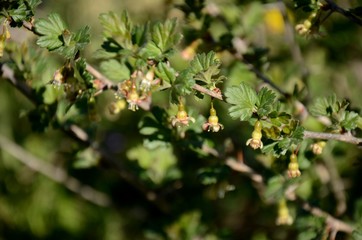 close-up of gooseberry blossom and green leaves on a branch of gooseberry bush on the green background growing in the garden on sunny day, farming and growing organic products.