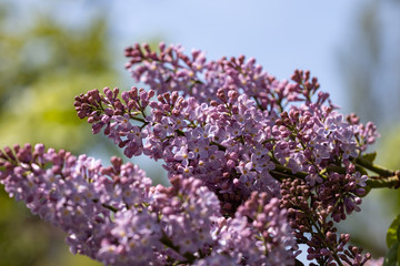 Purple lilac flowers. Detailed view.