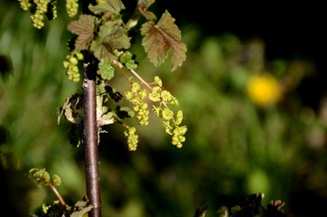 close-up and detailed red currant blossom, small yellow flowes and green leaves on a branch of a red currant bush growing in the garden on green background. farming and growing organic products.