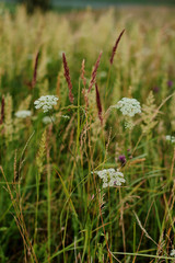 wild flowers in the grass