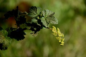 close-up and detailed red currant blossom, small yellow flowes and green leaves on a branch of a red currant bush growing in the garden on green background. farming and growing organic products.