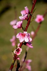 Fototapeta na wymiar Peach blossom, close-up of pink flowers on a branch of peach tree growing in the garden on sunny day, farming and growing organic products.