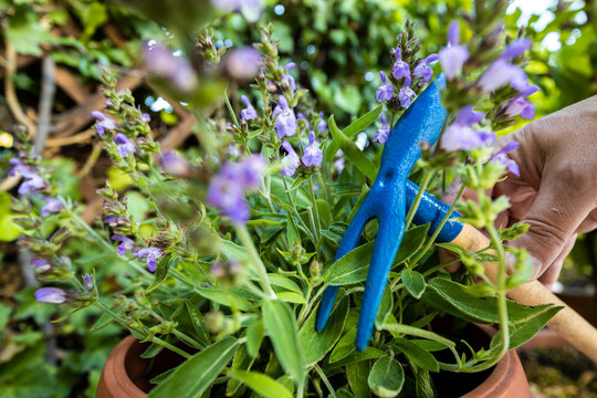 Pianta salvia con fiori e zappa in giardino
