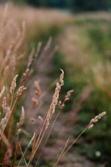 grass in the wind