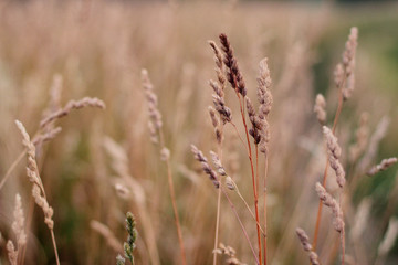 Fototapeta premium field of wheat
