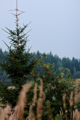 pine tree in the forest
