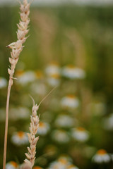 wild flowers in the forest